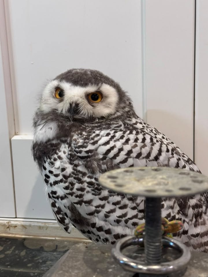 シロフクロウ中雛♂
