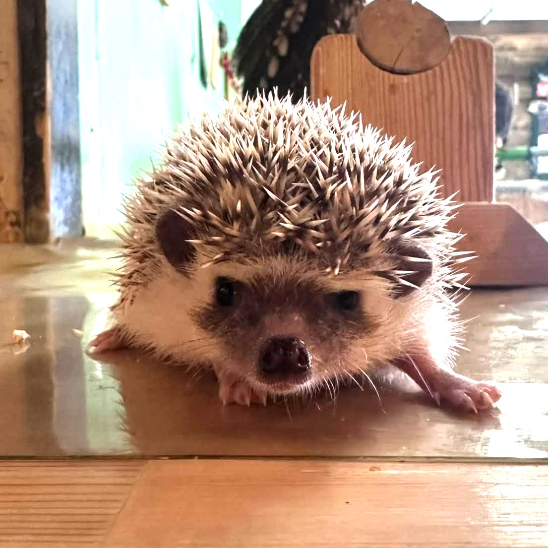 ハリネズミパイド