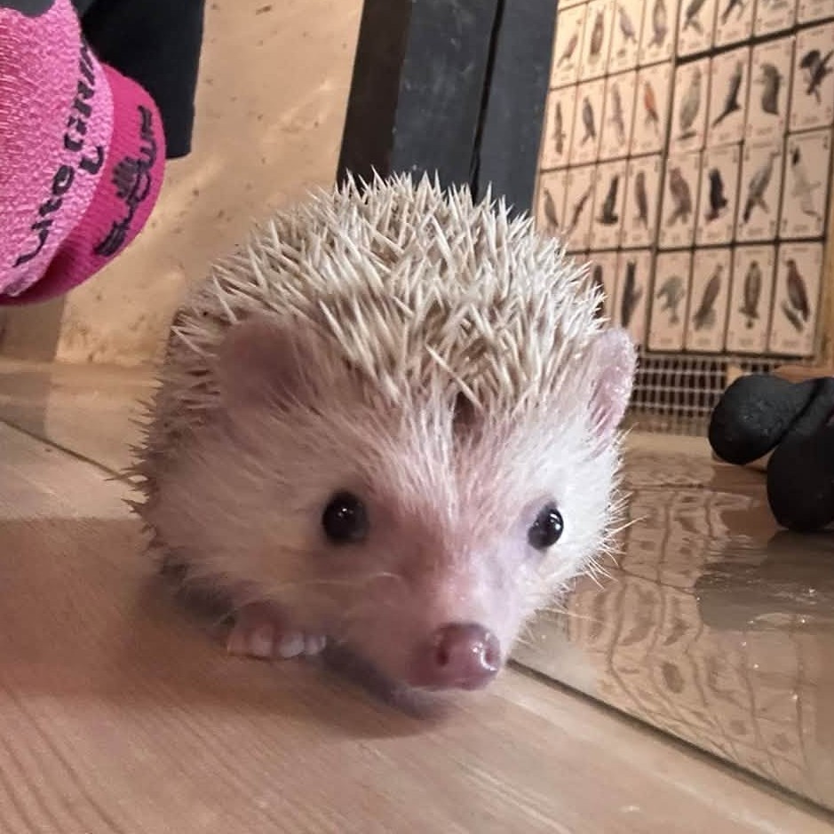 ハリネズミシナモン